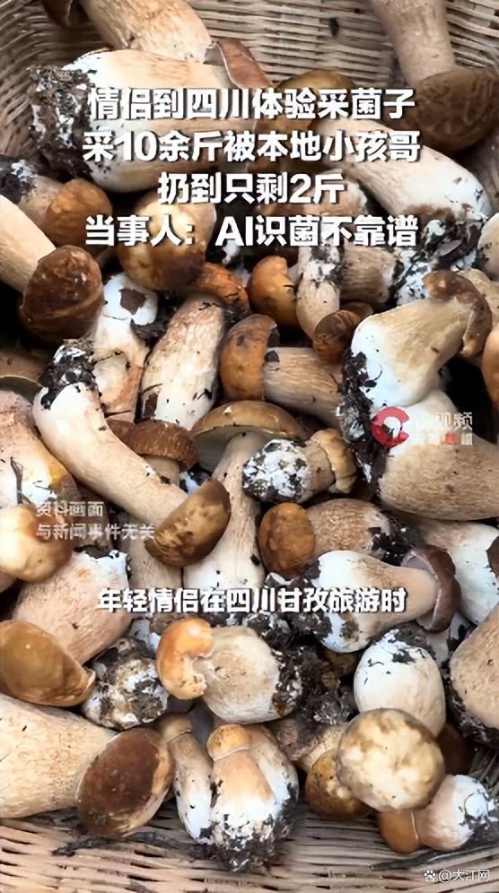 游客采菌子本地小孩鉴别后差点全扔 毒舌筛选保平安