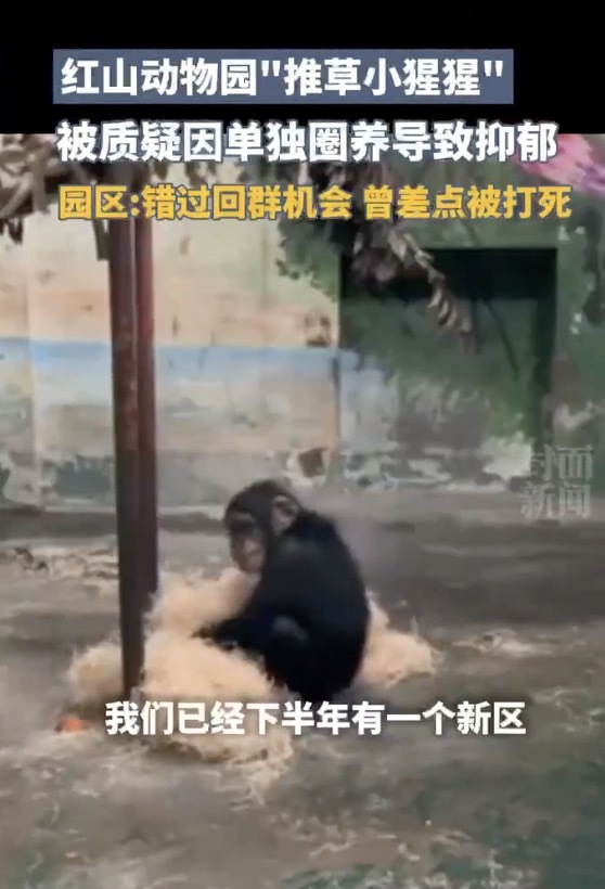 红山动物园推草小猩猩疑似抑郁 人工养育之困与未来希望