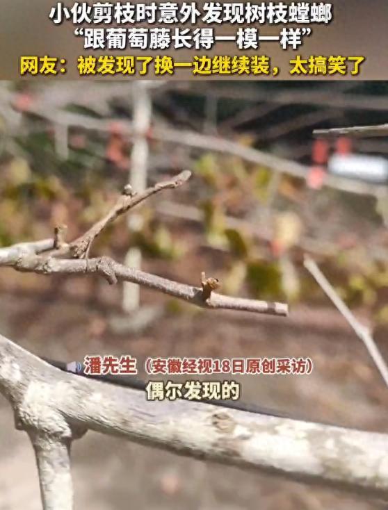 男子剪枝意外发现树枝螳螂 伪装高手一秒入戏