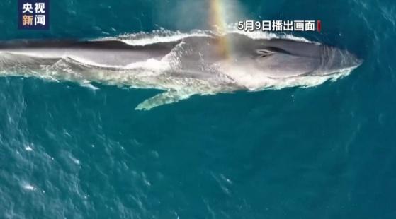 日本出现巨型章鱼疑与生态变化相关：捕鲸争议再起