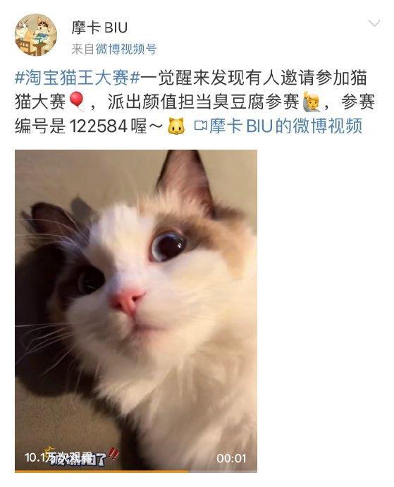 刘宇的猫也参加猫王大赛了