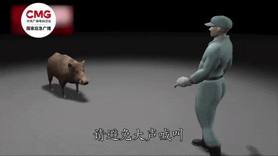 北京西山森林公园惊现野猪 多方回应 增设警示加强监测