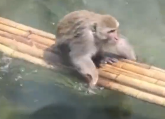 网红暴猴收编至动物园后生活在水上 总被猴王暴打