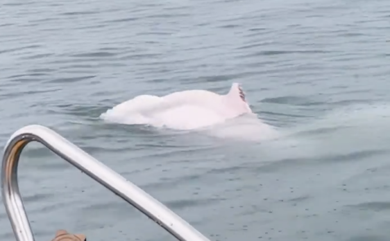 今天的快乐被粉色海豚承包了 偶遇幸运瞬间