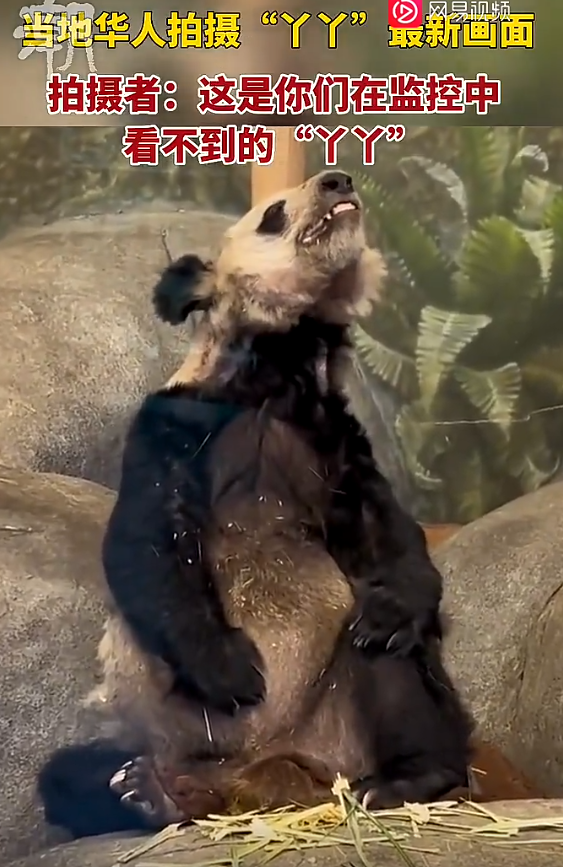 在美华人拍摄“丫丫”画面：这是你们在监控中看不到的“丫丫” 网友呐喊：早日回家