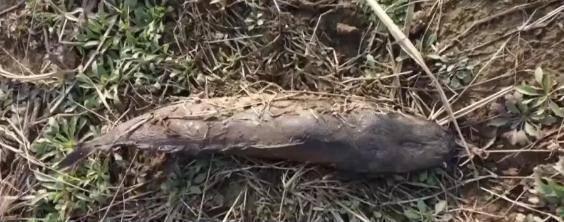 女子為祈福放生外來鲇魚被罰 盲目放生引生態(tài)危機(jī)
