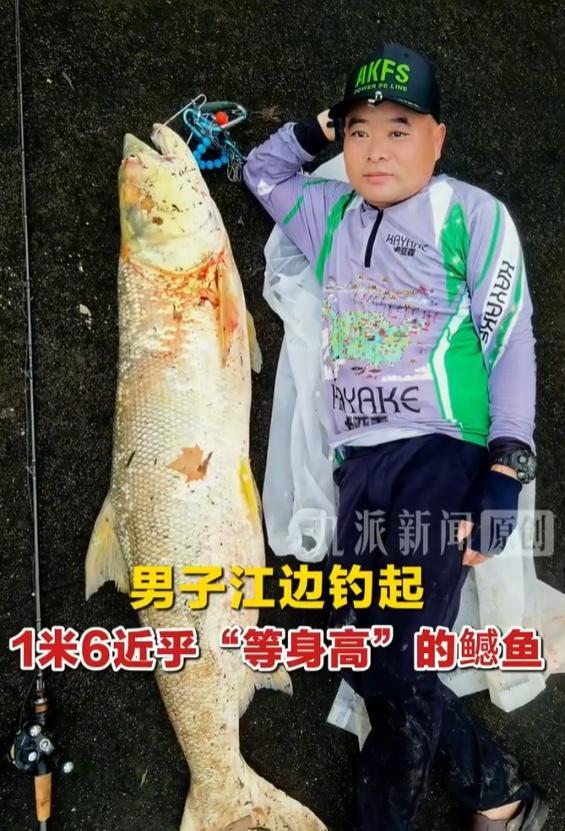 把1.6米大鱼挂车后男子否认炫耀 无意炫耀引发热议