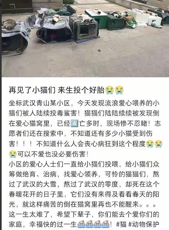 小区10余只流浪猫疑被毒杀 警方介入 现场惨不忍睹