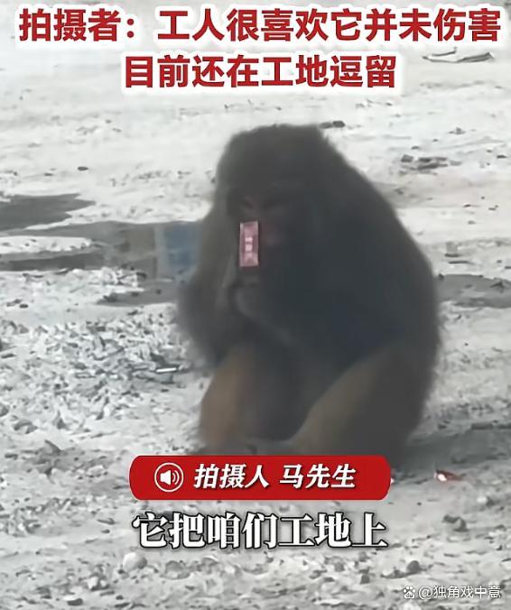 野猴坐工地狂喝饮料 工人一脸无奈 和谐共处引思考