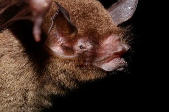 巴西蝙蝠体内有新型冠状病毒 新发现扩大病毒分布图谱