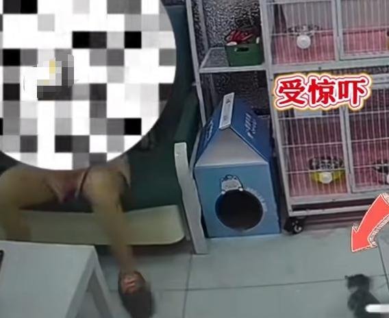 女子猫咖虐猫致死呼唤反虐待动物法 残忍行为引发社会关注