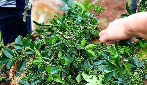 花椒、麻椒、藤椒有啥区别，应如何使用？