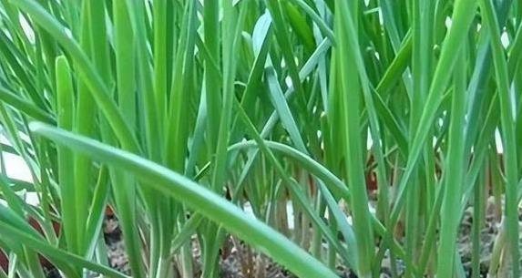 一块钱买来的菜，比韭菜还香，包饺子全家抢着吃？
