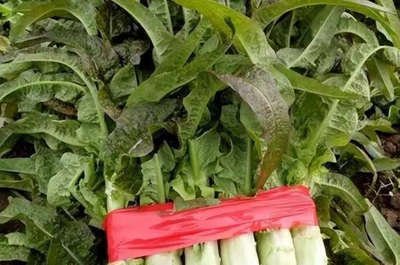 莴苣是莴笋吗？莴笋叶是油麦菜吗？区别挺大，别再弄错了，涨知识