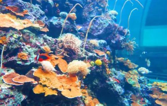 走进4亿年前的地球：生活着那些生物？鱼类“称霸”世界？