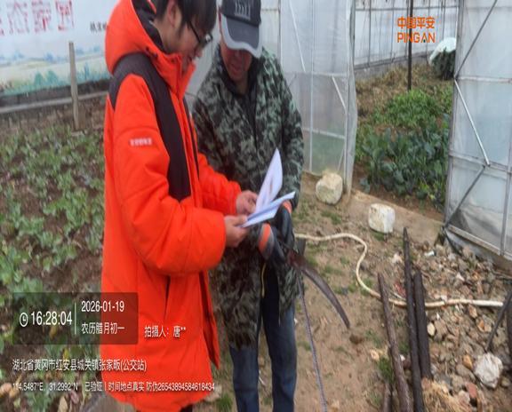 寒潮“冻”真格!平安产险启动预案撑起红安大棚“稳架子”