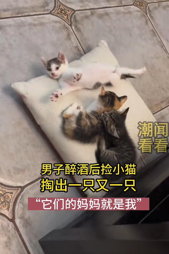 男子醉酒后捡小猫回家 “它们的妈妈就是我”