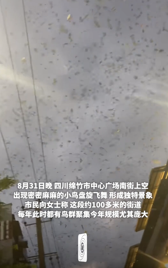 四川绵竹市民称鸟群年年赴约！