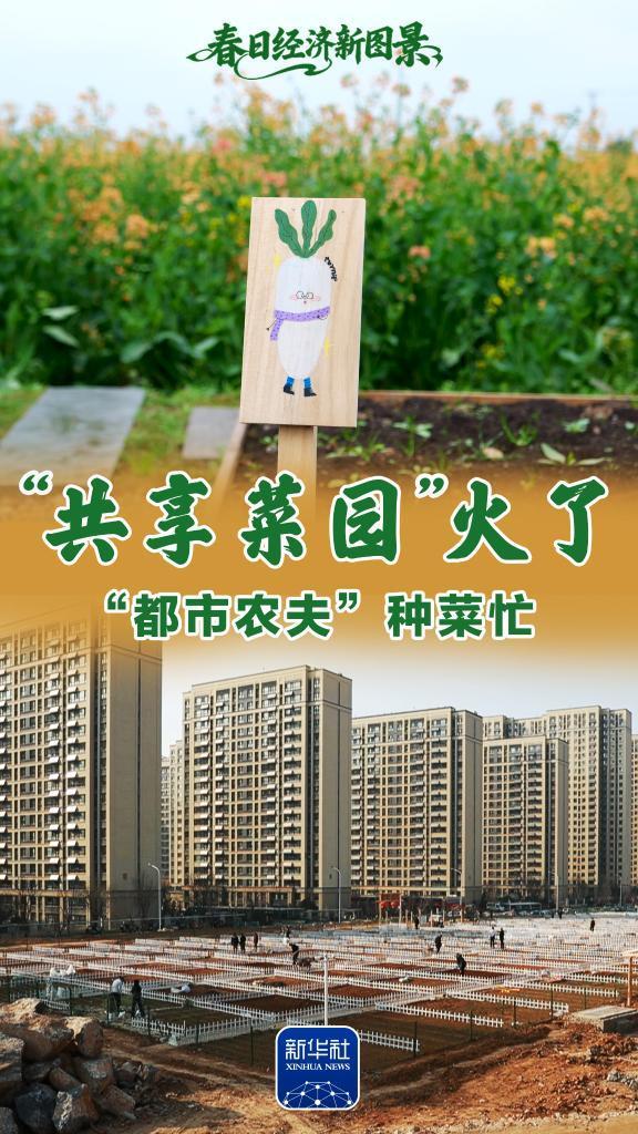 共享菜园火了 都市农夫种菜忙