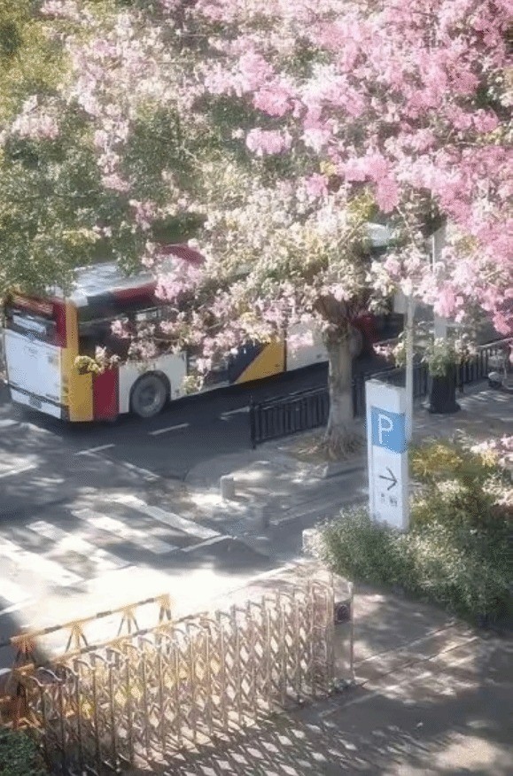 韩国网友偷广州街景图称是首尔 公交车写着广州公交
