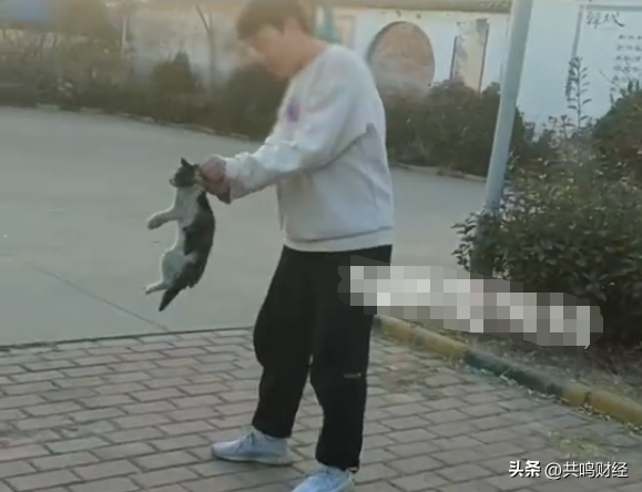 教育局通报高中生摔猫踹猫：猫暂无生命危险