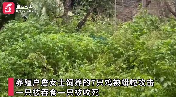 2米蟒蛇吞下1只鸡后被卡鸡笼 养殖户惊魂未定