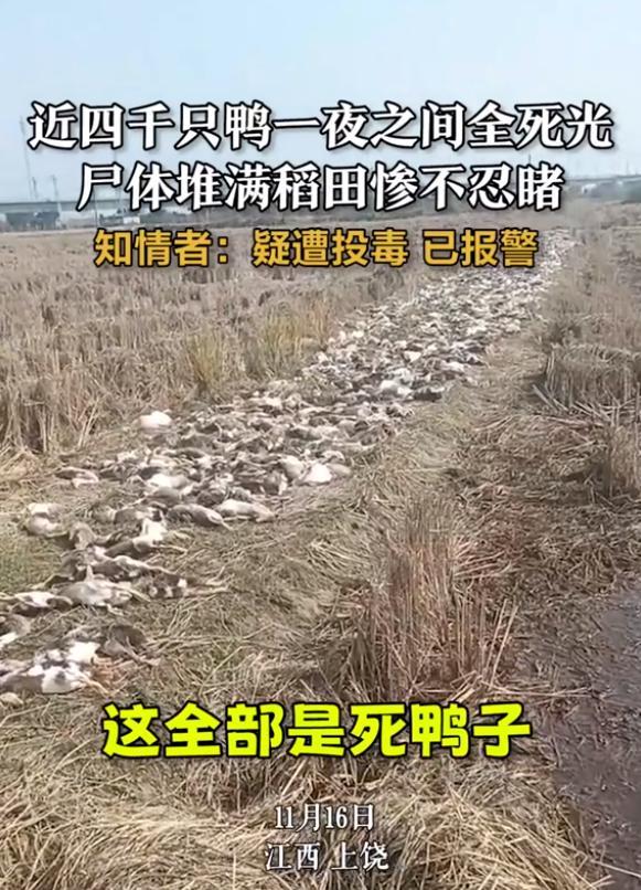疑似投毒？警方调查农户4千只鸭子集体死亡案件