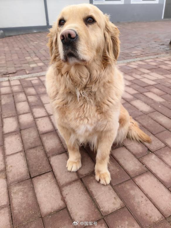 4只光榮退役軍犬征集領(lǐng)養(yǎng)人