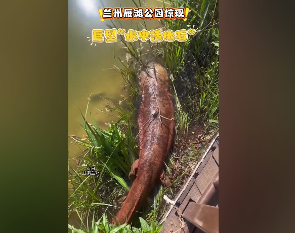 罕见！兰州雁滩公园惊现巨型大鲵