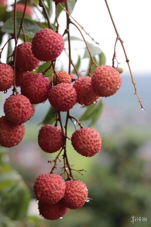 热到荔枝都自闭了 高温致大面积落果