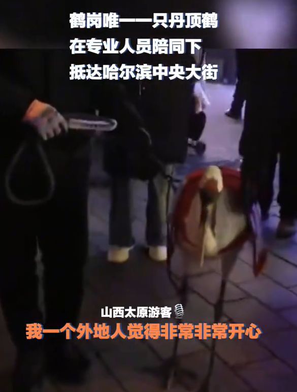 鹤岗丹顶鹤出现在哈尔滨中央大街