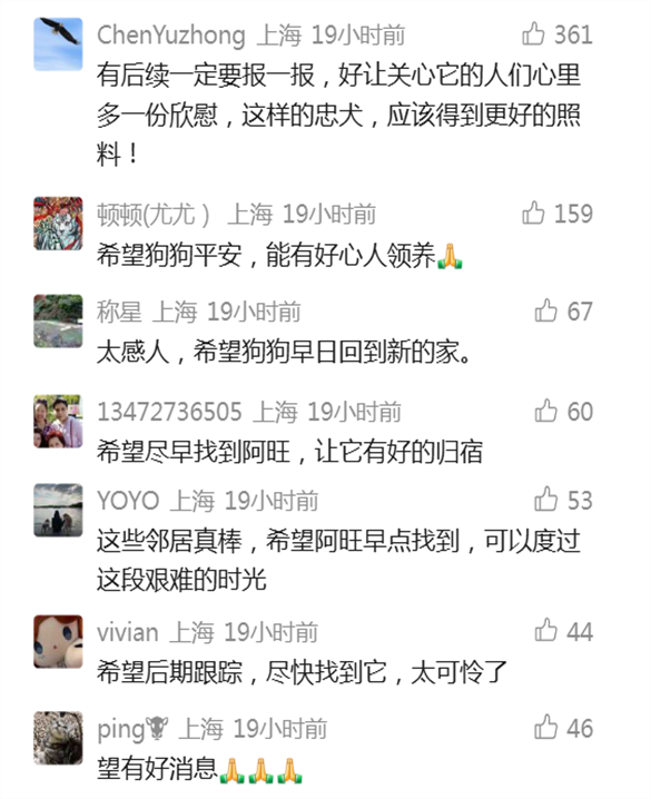 全网心疼的狗狗终于有归宿了 忠犬阿旺找到新家