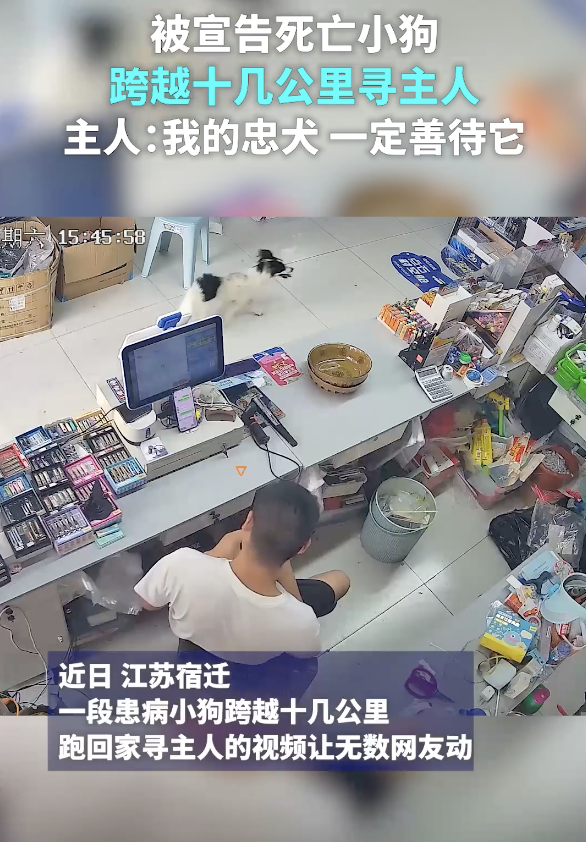 小狗被医院宣布死亡后跑回家 奇迹生还引发关注