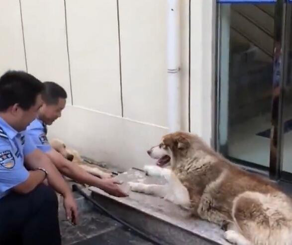 视频截图