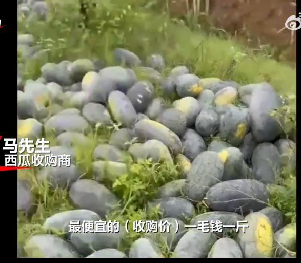 因滯銷和收購價低,，瓜農(nóng)把西瓜扔魚塘喂魚 市場飽和致價格驟降