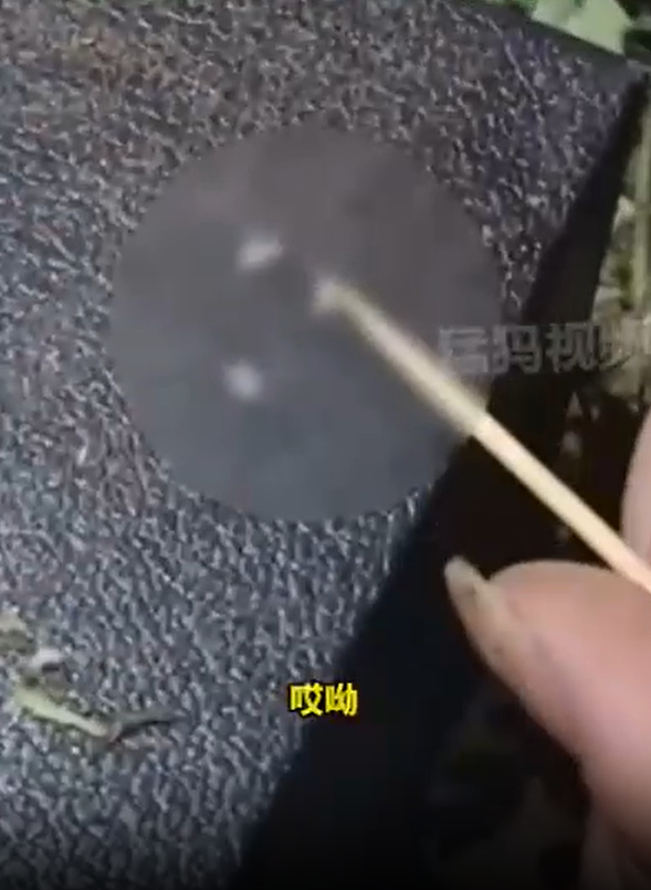 女子挖荠菜发现根部许多白虫子 网友：说明没农药