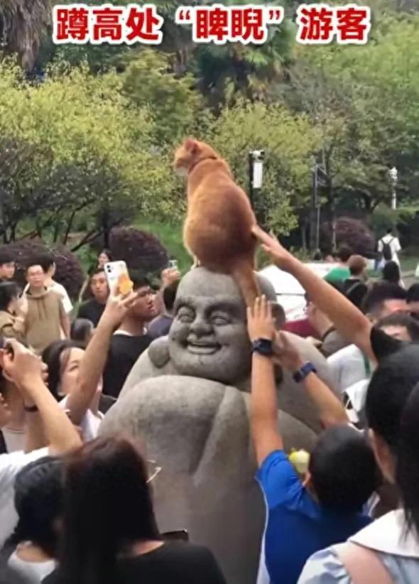 鸡鸣寺网红猫要被摸秃了，善喜：拥抱可爱，拒绝过度接触“朕”！