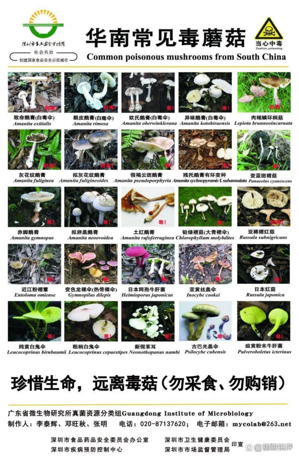 男子误食毒蘑菇险丧命 专家提醒 经验主义不可靠