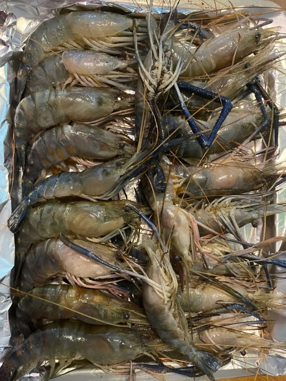 网友问罗氏虾药物养殖还能放心吃吗？