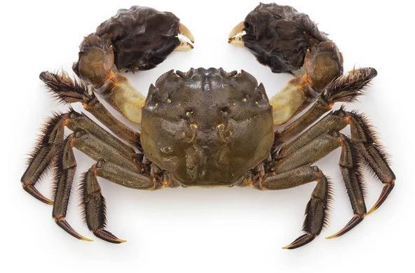 媒体称大闸蟹肥度已达最佳，如此珍馐为何在欧洲泛滥？能否靠吃解决问题