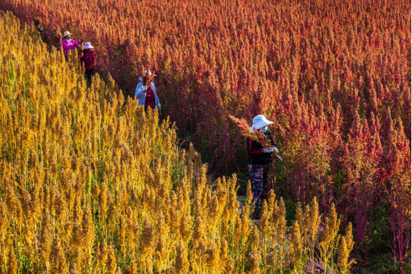 Sharing Shanxi with the World:  Small Grains, Big Health