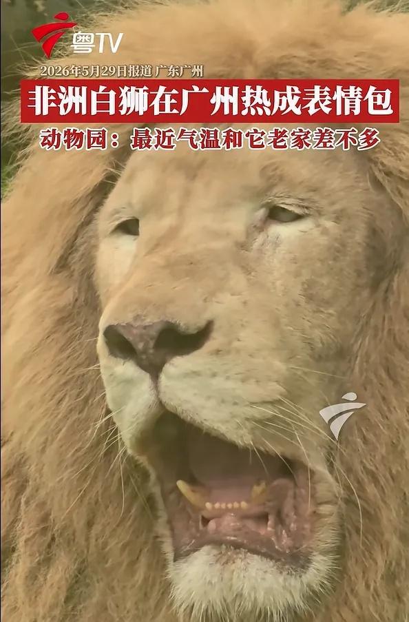非洲白狮在广州热出“表情包”
