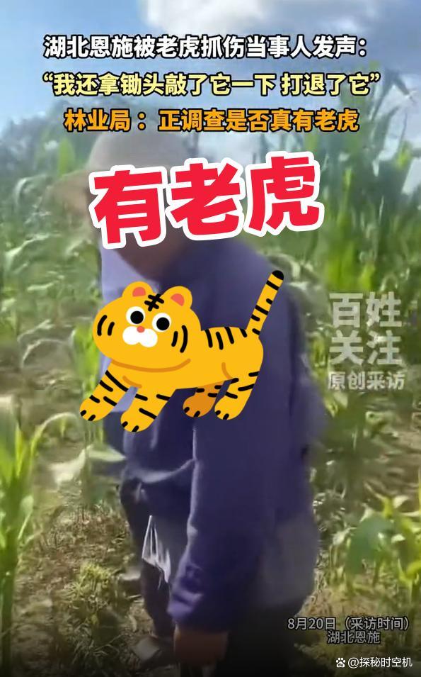 湖北村民称被老虎抓伤:打退了它
