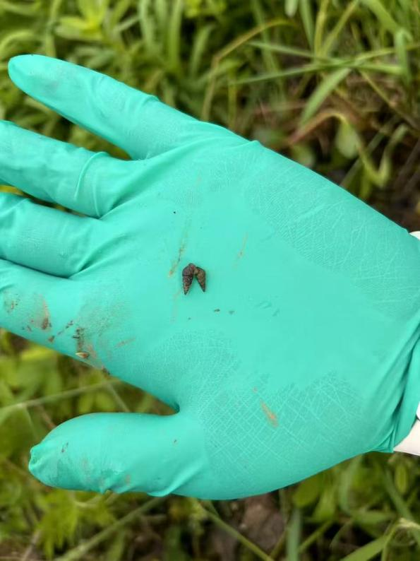 接触10秒即可感染 看到这种螺快报告 钉螺引发血吸虫病