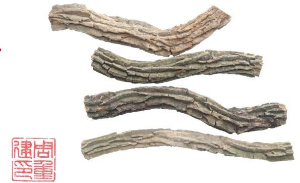 “莫氏鸡煲”复刻警惕断肠草 别误采有毒植物