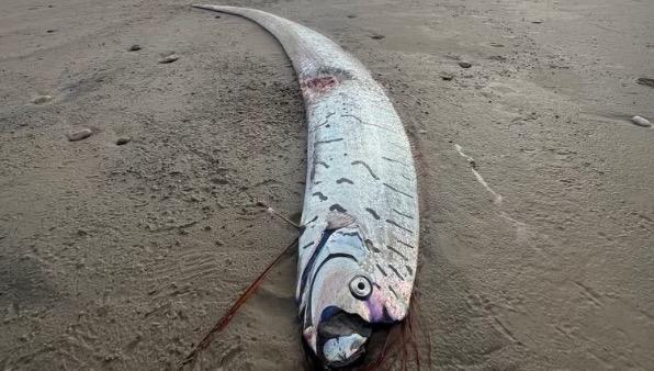罕见末日鱼惊现澳大利亚海滩 深海生物引发热议