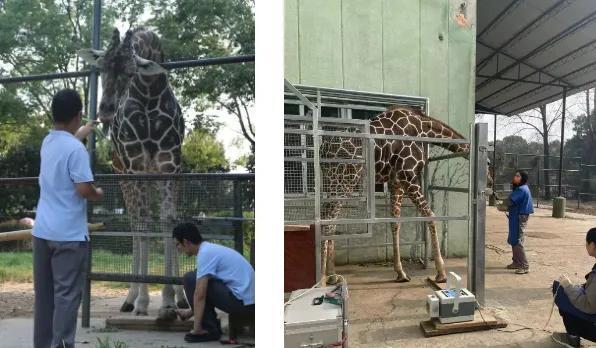 紅山動物園網(wǎng)紅長頸鹿去世 圣誕留下美好回憶