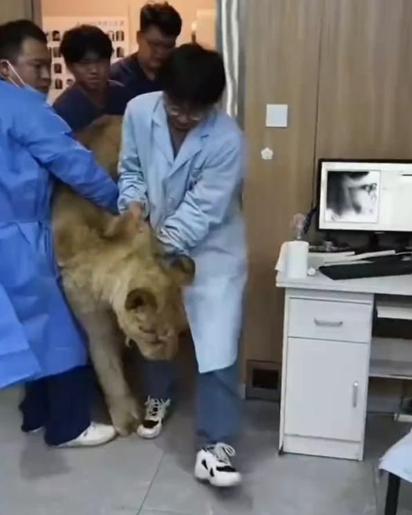 200斤狮子患肠梗阻做CT 救治费要2万