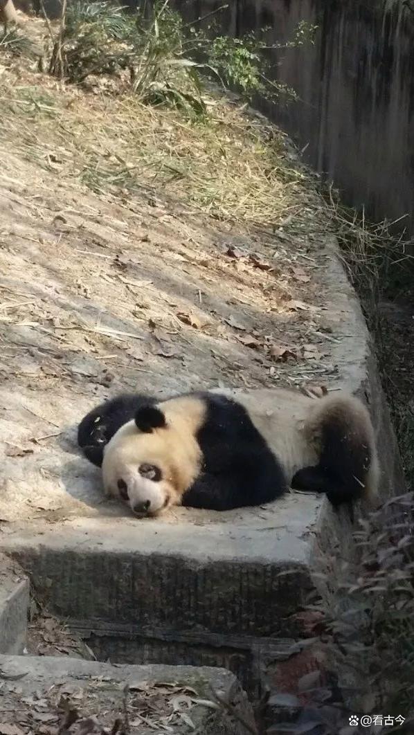 2人想賺流量錢，造謠科研人員虐待大熊貓獲刑