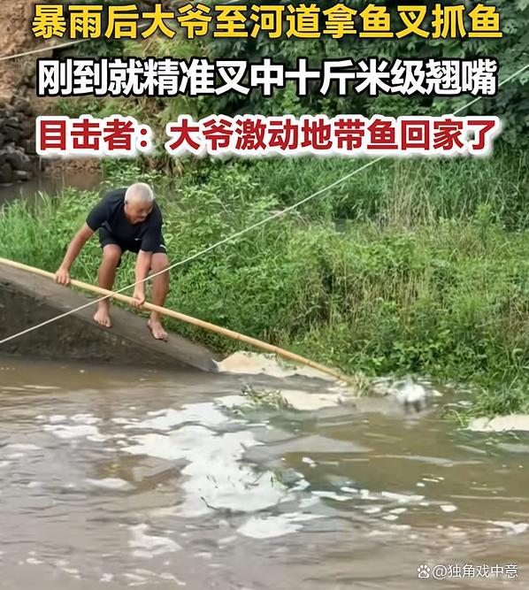 暴雨后大爷拿鱼叉抓鱼叉中十斤大鱼 大爷一叉，钓鱼佬泪目